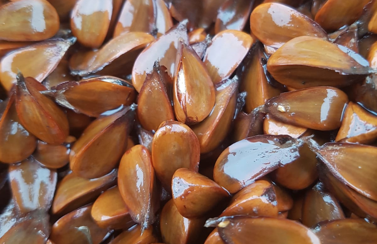 Bucheckern Fagus silvatica